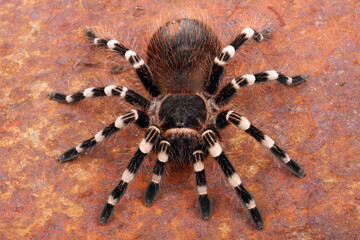 Brazilian White Knee Tarantula (Acanthoscuria geniculata).