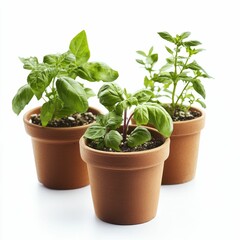 Fototapeta premium Three potted herbs, terracotta pots, white background.