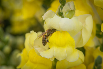bee on yellow flower