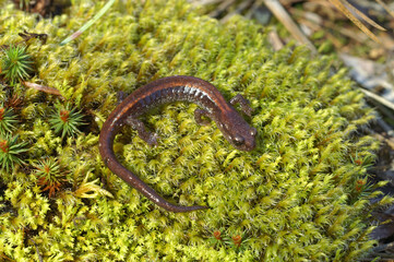 Closeup on a juvenile of the rare and protected Scott Barr lungless salamander, Plethodon asupak...