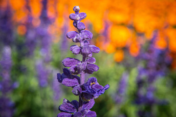 Fototapeta premium flowers in the garden