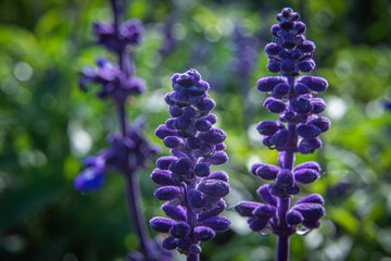 flowers in the garden