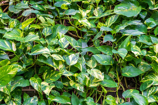 Leaves of an ivy plant Epipremnum aureum