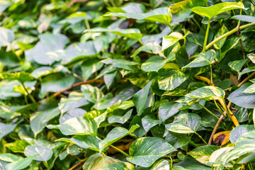 Leaves of an ivy plant Epipremnum aureum