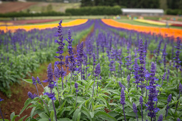 field of purple and yellow flowers