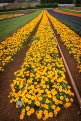 yellow flower field