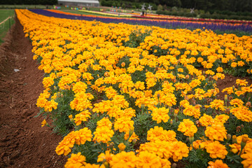 field of yellow tulips