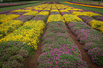 lavender field in region