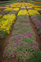 flowers in the garden