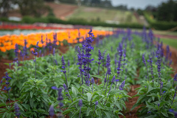 flowers in the field