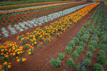 field of flowers