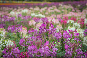 field of flowers