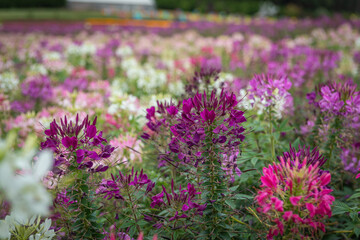 field of flowers