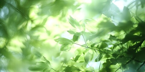 Blurred green and white nature during the day creates a soft, dreamy atmosphere. The blur of green and white highlights the beauty of nature, making it an ideal representation of tranquility.