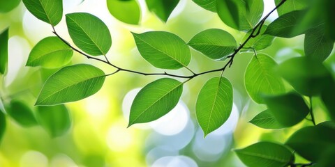 Vibrant green leaves create a stunning backdrop, showcasing the beauty of nature. This image captures the essence of green leaves against a serene background, highlighting the charm of nature.