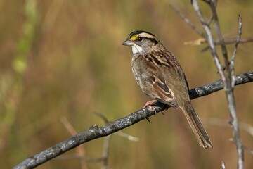 White-throated Sparrow on a Branch