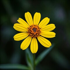 Obraz premium yellow daisy flower