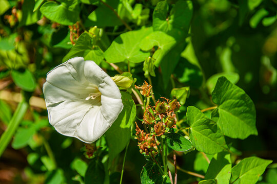 Zaunwinde. Lateinisch: Calystegia sepium (L.) R.Br. Aus der Familie der Convolvulaceae