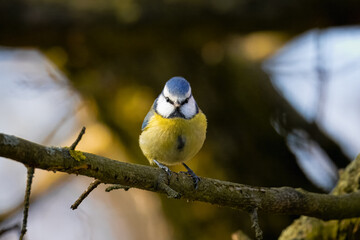 Fototapeta premium Close-up Eurasian blue tit sits on the branch and looks right toward the camera lens on a sunny autumn day. 