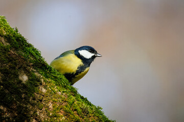 Fototapeta premium A great tit stands on the tree trunk with moss and looks toward the camera lens with a sky background with copyspace on a sunny fall day.