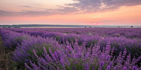 Obraz premium A sea of purple lavender flowers waving gently in the wind as the day comes to an end, natural beauty, countryside scene, peaceful atmosphere, purple lavender field, sunset colors