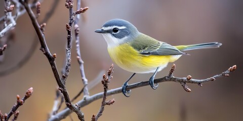 Fototapeta premium Adult blue headed vireo Vireo solitarius elegantly hops between branches during a chilly, overcast day, showcasing its vibrant plumage and engaging behavior in a serene natural setting.