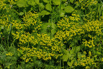 Obraz premium Cypress Spurge, also called Euphorbia cyparissias