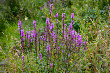 Obraz premium Purple Loosestrife, also called Lythrum salicaria