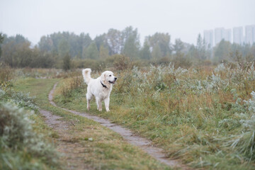 Obraz premium white golden retriever dog runs along the path in the park