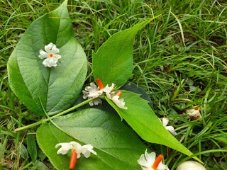 Nyctanthes arbor tristis flower. It's other names  night blooming jasmine, tree of sorrow flower,...
