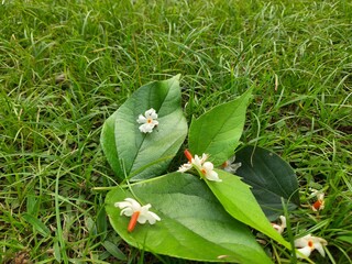 Nyctanthes arbor tristis flower. It's other names  night blooming jasmine, tree of sorrow flower,...