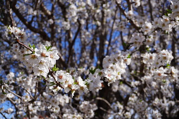 Obraz premium almond tree in bloom 