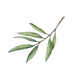 Fototapeta premium Olive tree branch, fruitless with green leaves. Watercolor botanical floral clipart. Hand drawn greenery foliage realistic illustration for greeting, invitation, religion card Isolated from background