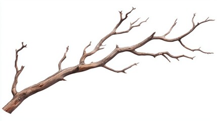 Weathered tree with sprawling, barren limbs sharp contrast against a white backdrop emphasizing natures raw artistry and resilience