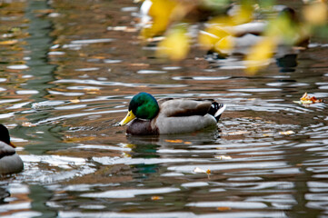 Obraz premium Männliche Stockente (Anas platyrhynchos) schwimmt im Teich mit Herbstlaub