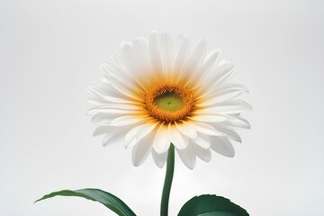 Obraz premium Elegant single daisy flower showcasing its natural beauty and bright center.