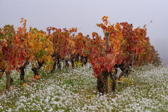 A picturesque vineyard in autumn with vibrant red and orange leaves on vines, underlain by a blanket of small white flowers, set against a misty horizon.