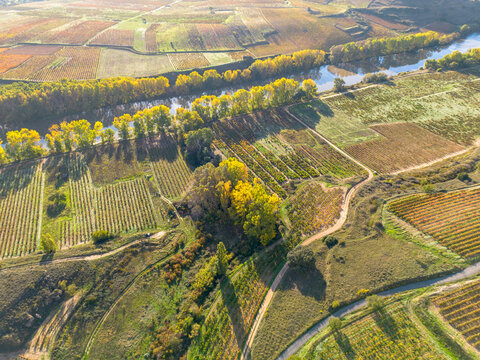 An aerial perspective showing vineyards along a river with a backdrop of lush, green fields and vibrant trees in autumn colors, divided by winding paths.