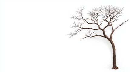 Obraz premium A solitary, bare tree stands against a minimalist white background, showcasing its intricate branches and organic beauty.