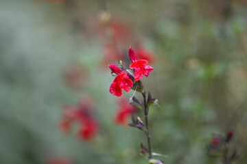 Obraz premium wonderful salvia coccinea flower, red flowers of sage, scarlet sage, close-up Salvia coccinea, scarlet flower with green background 