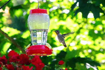 hummingbird in flight at feeder