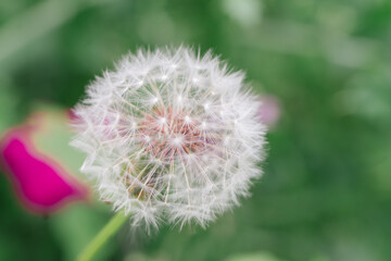 dandelion seed head in the meadow