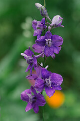Purple columbine flowers in meadow