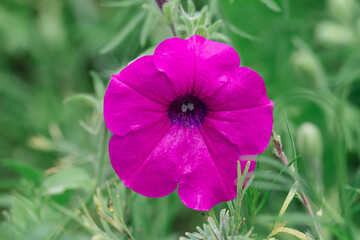 Purple petunia flower in meadow