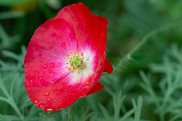 red poppy flower in meadow