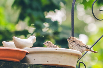 Birds on a birdbath