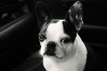 Boston Terrier portrait