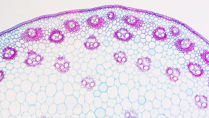 A cross section of a corn (monocot) stem showing scattered vascular bundles