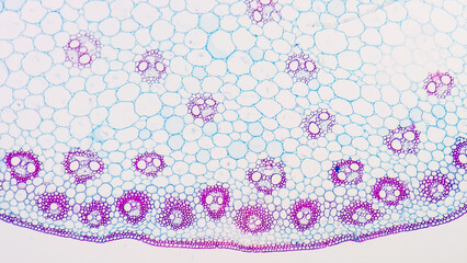 A cross section of a corn (monocot) stem showing scattered vascular bundles