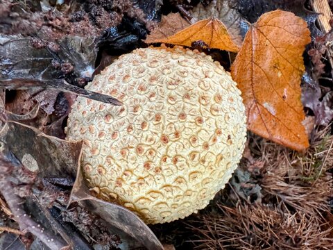 Close up of pigskin puffball poisonous fungus or mushroom